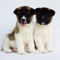 Amerikaanse Akita pups te koop