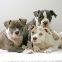 Stoere American Staffordshire Terrier pups te koop - Robustes American Staffordshire Terrier