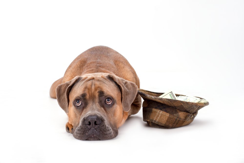 Een hond ligt naast een hoed met het budget dat u volgens DogCatandCo nodig heeft voor verzorging