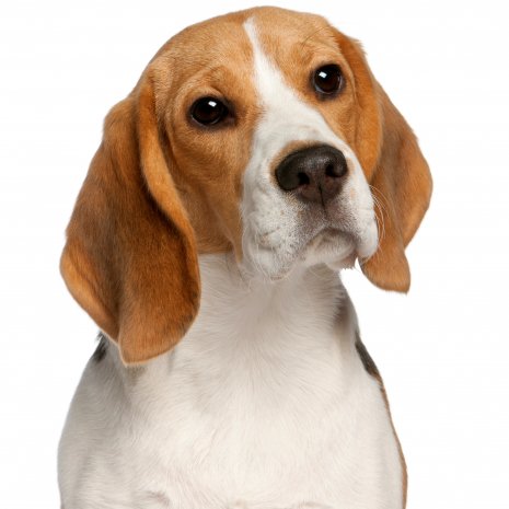 beagle6