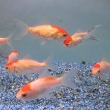 goudvis oranda redcap