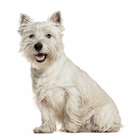 Wes Highland White terrier (4)