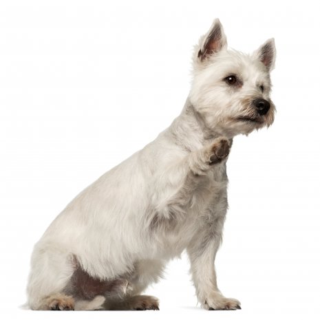 Wes Highland White terrier (6)
