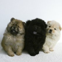 Lieve Chow Chow pups te koop - Adorables Chow chow