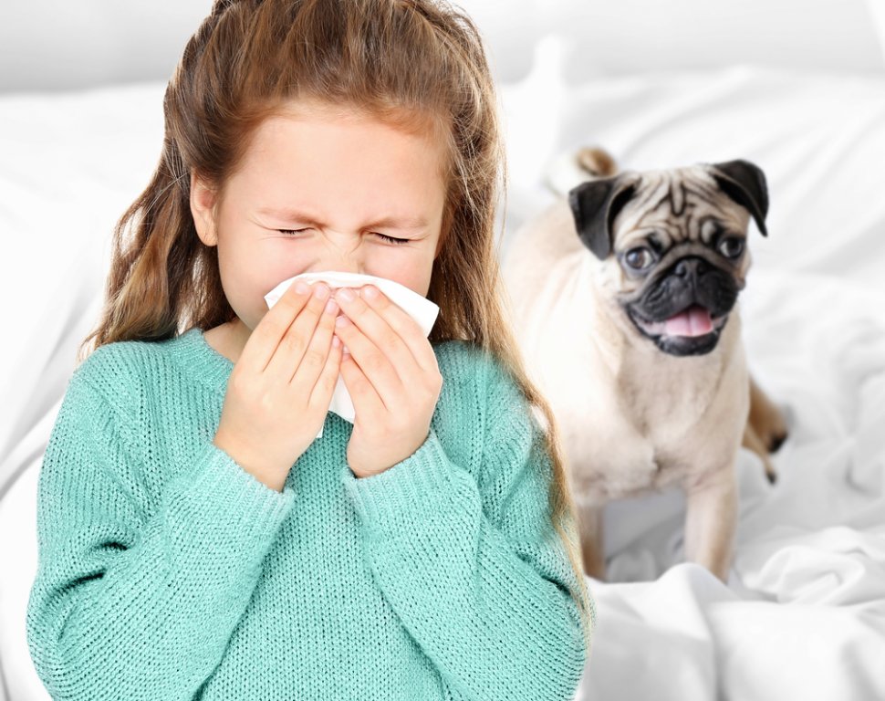 Meisje niest naast een mopshond, maar u kiest de juiste soort tegen allergien met DogCatandCo