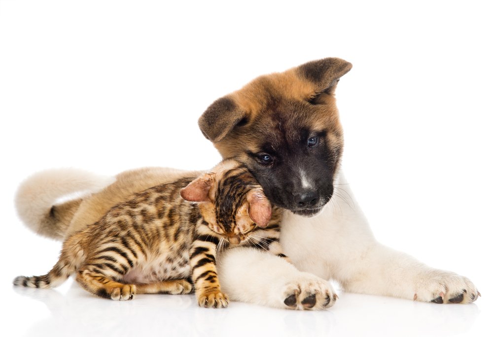 Chiot et chaton en train de cliner. DogCatandCo explique comment faire entendre chien et chat.