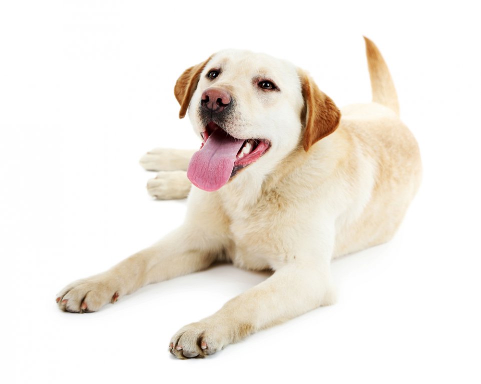 Jeune chien Labrador contre arrire-plan blanc  DogCatandCo