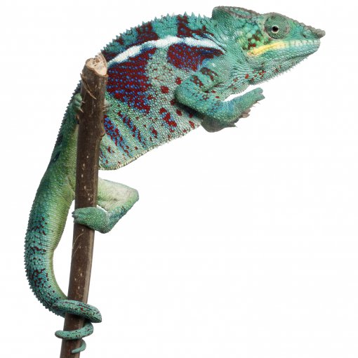 Furcifer pardalis.jpg