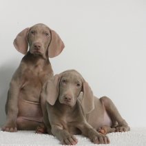 Weimaraner