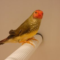 Binsenastrilde - Diamant à queue rousse (4).JPG