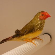 Binsenastrilde - Diamant à queue rousse (5).JPG