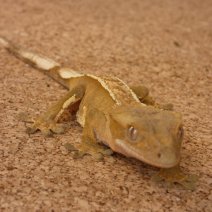 Gecko à Crête - Correlophus Ciliatus