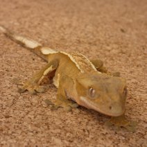 Gecko  Crête - Correlophus Ciliatus