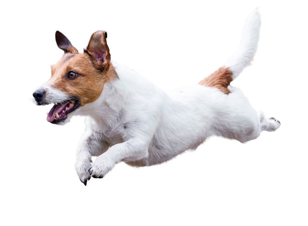 Een Jack Russel springt blij door de lucht bij DogCatandCo
