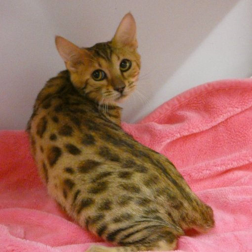 Bengal