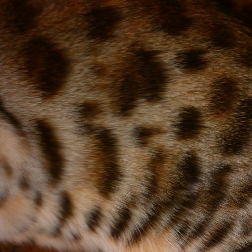 Bengal2