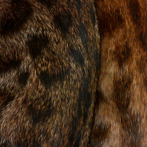 Bengal5