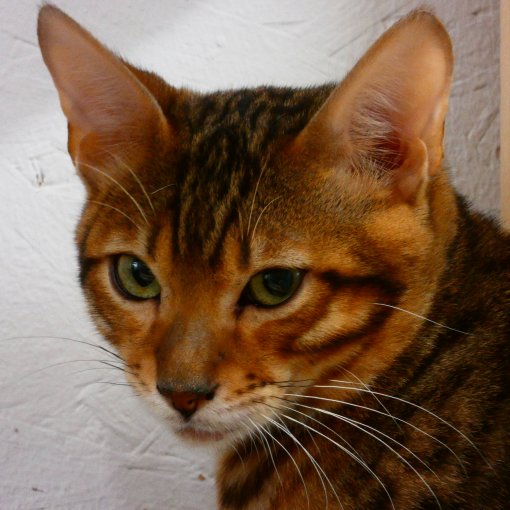 Bengal3