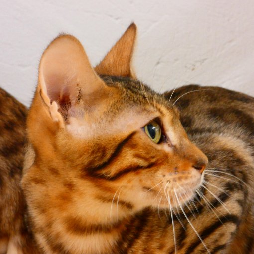Bengal4