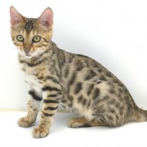 Bengal