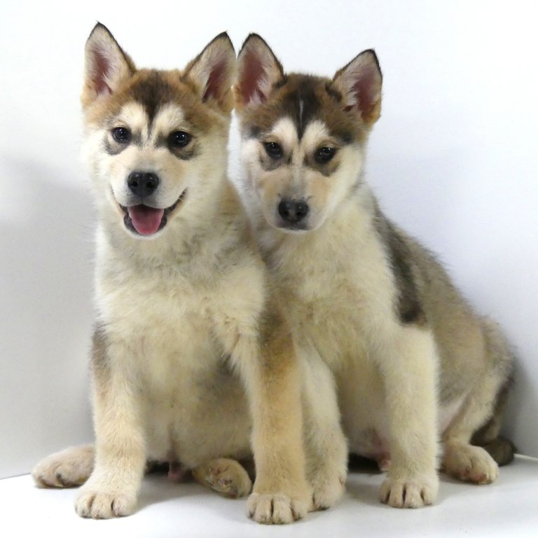 Alaskan Malamute