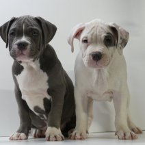 American Bully pups te koop - American Bully