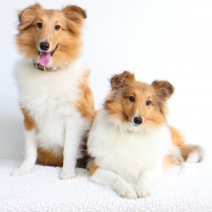 Sheltie