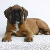 Lieve Boxer Pups te koop - Adorables Boxer