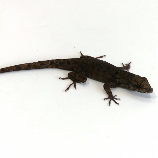 Anolis