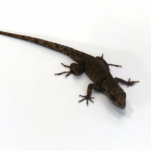 Anolis2