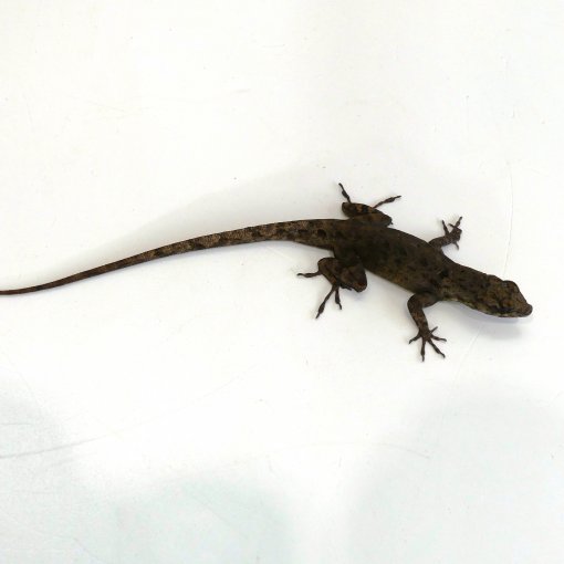 Anolis3