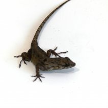 Anolis