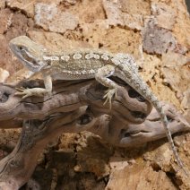 Pogona Nain - Pogona Henrylawsoni