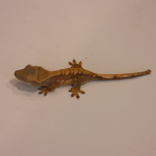 Wimpergekko2