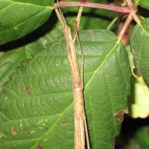 Wandelende takken - Phasmatodea