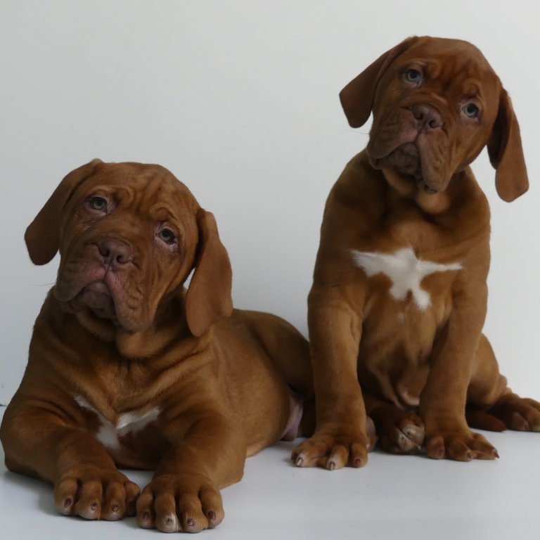 Dogue de Bordeaux