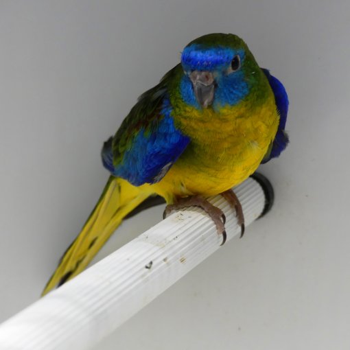 Turquoisineparkiet