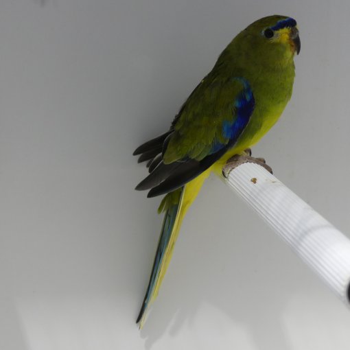 Elegantparkiet2