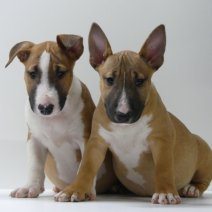 Sterke Bull Terrier pups te koop - Robustes Bull Terrier