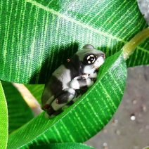 publiek tweeling Overdreven Reptielen te koop - Uw dierenwinkel in Zellik Brussel