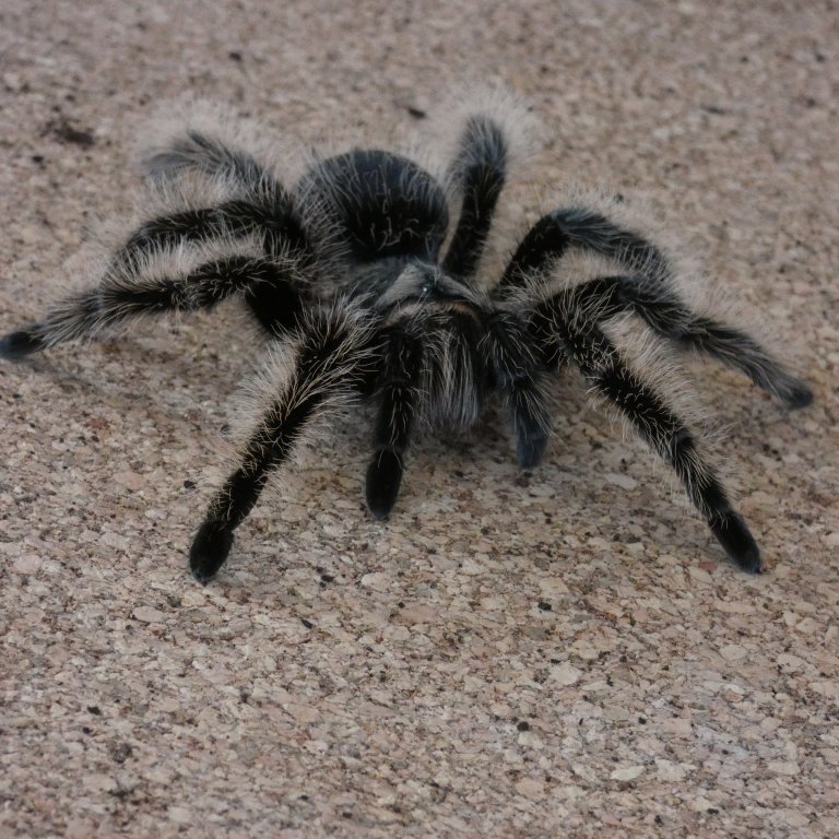 Mygales - Theraphosidae