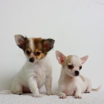 Schattige Chihuahua pups te koop - très mignons Chihuahua