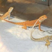 Dragon Barbu Juvénile - Pogona Vitticeps Juvénile