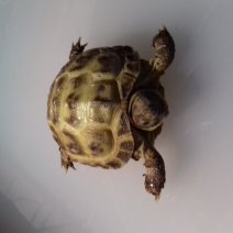 vierteenschildpad