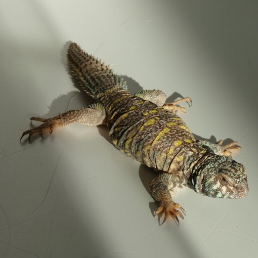 doornstaartagame uromastyx P1120703.JPG