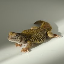 Fouette Queue - Uromastyx