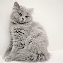 British longhair