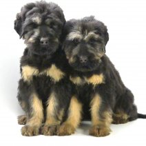 Zwarte Russische Terrier