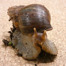 Escargot - Achatina