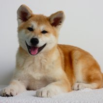 Lieve Akita Inu pups te koop - Adorables Akita Inu